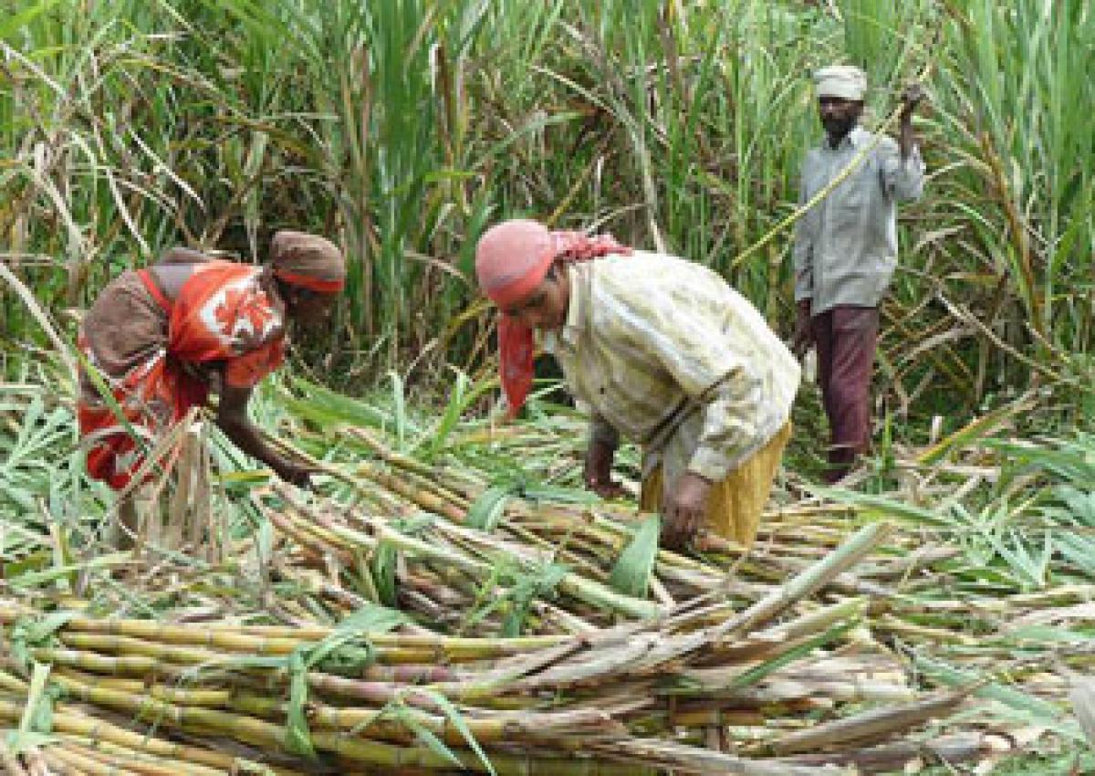 Sugarcane farmers in Medak in a bind