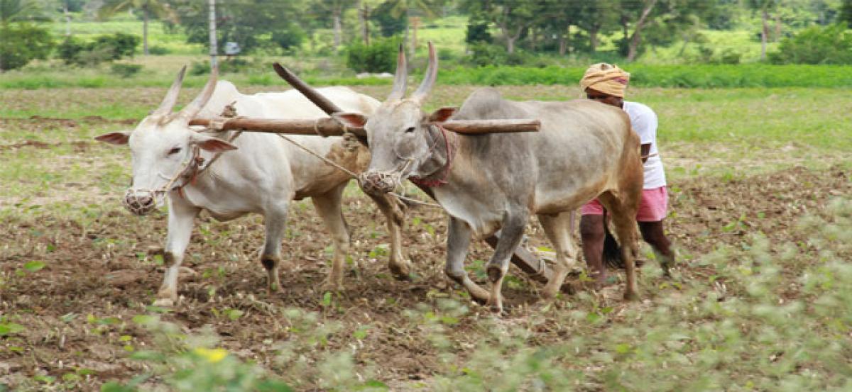 Widespread rains in Chittoor district