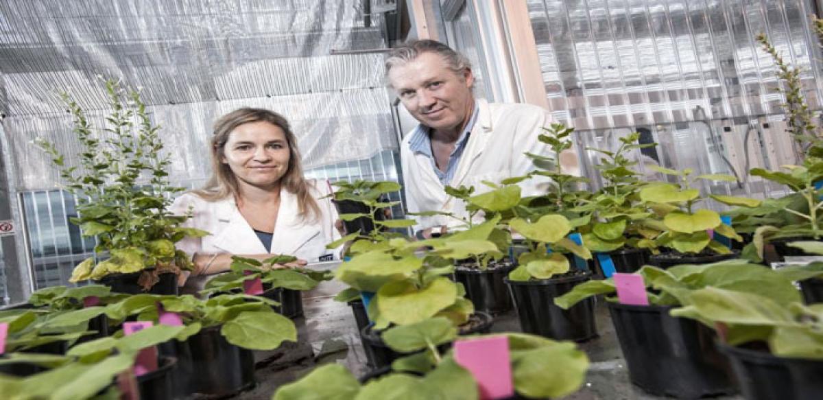 Ancient magic plant to help grow food in space