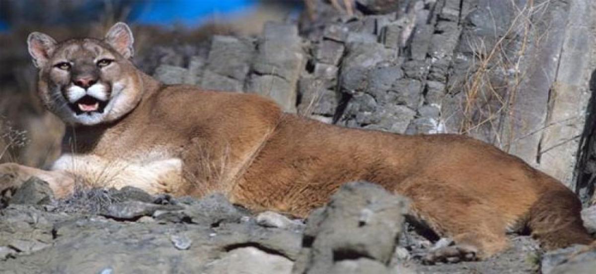 Mountain lions terrified of humans: Study