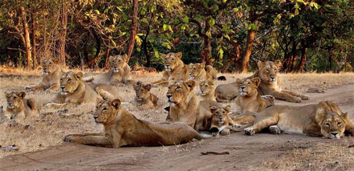 Gujarat, MP in legal battle over Gir lions