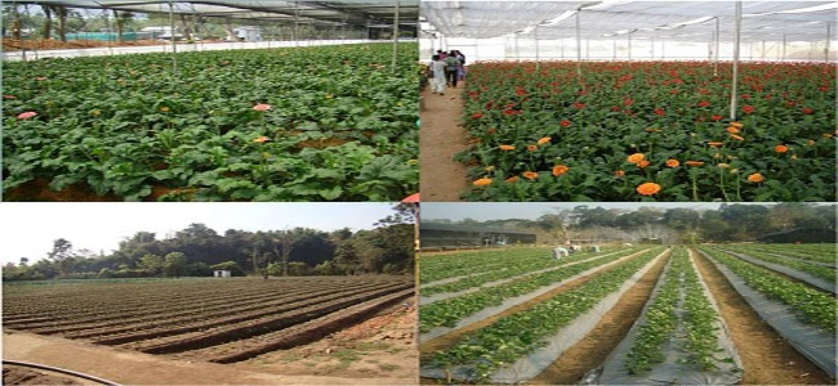 Horticulture hub still a far cry, feel farmers