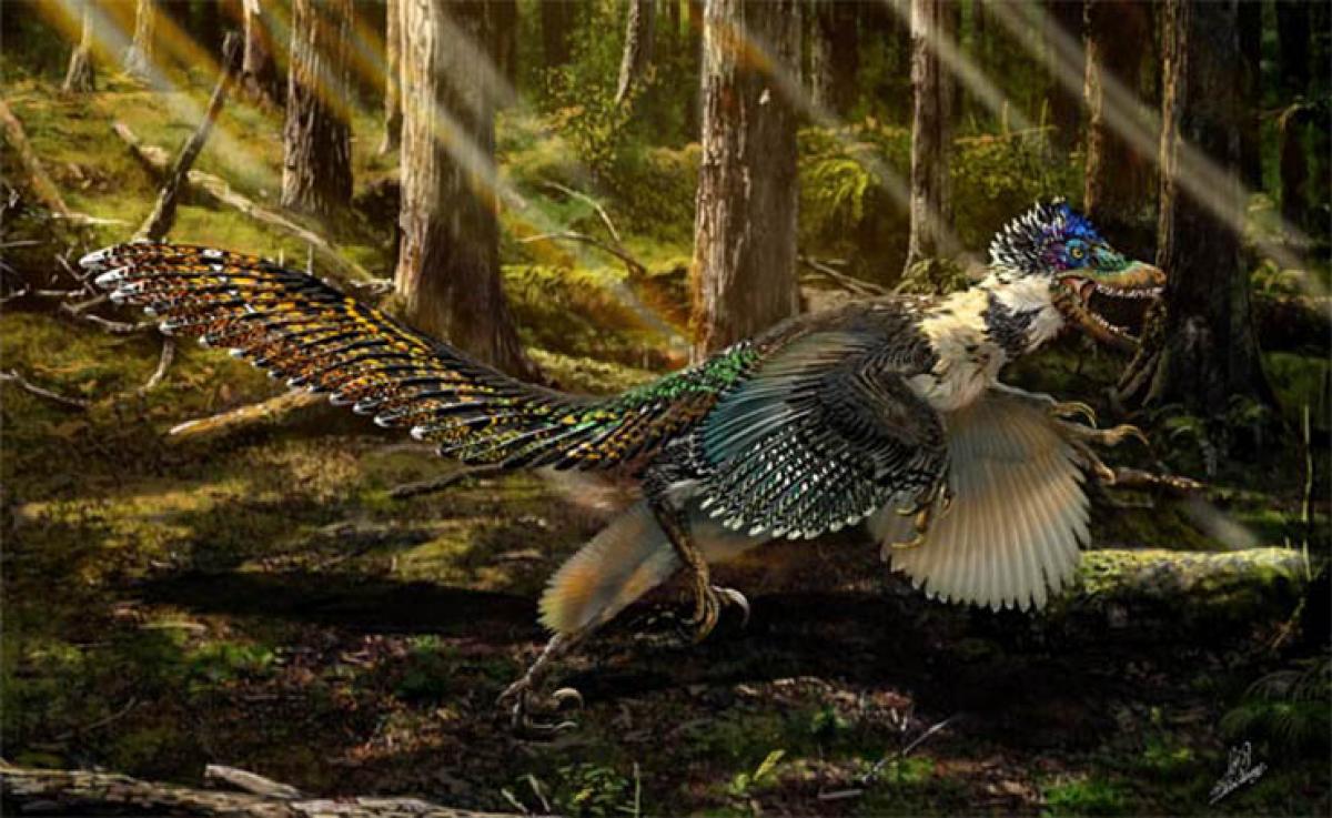 Largest bird like dinosaur unearthed in China