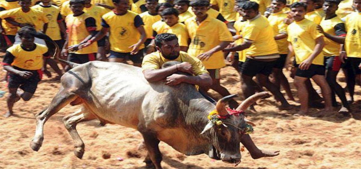 TN to take steps for holding jallikattu