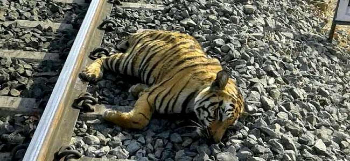 Train runs over tiger in Madhya Pradesh