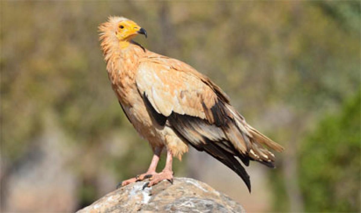 Capability and incapable thinking – HR message from Egyptian vulture