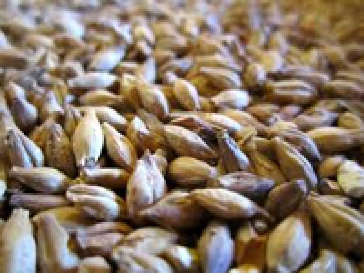 Bioprocessed grains may be soon used as medicine