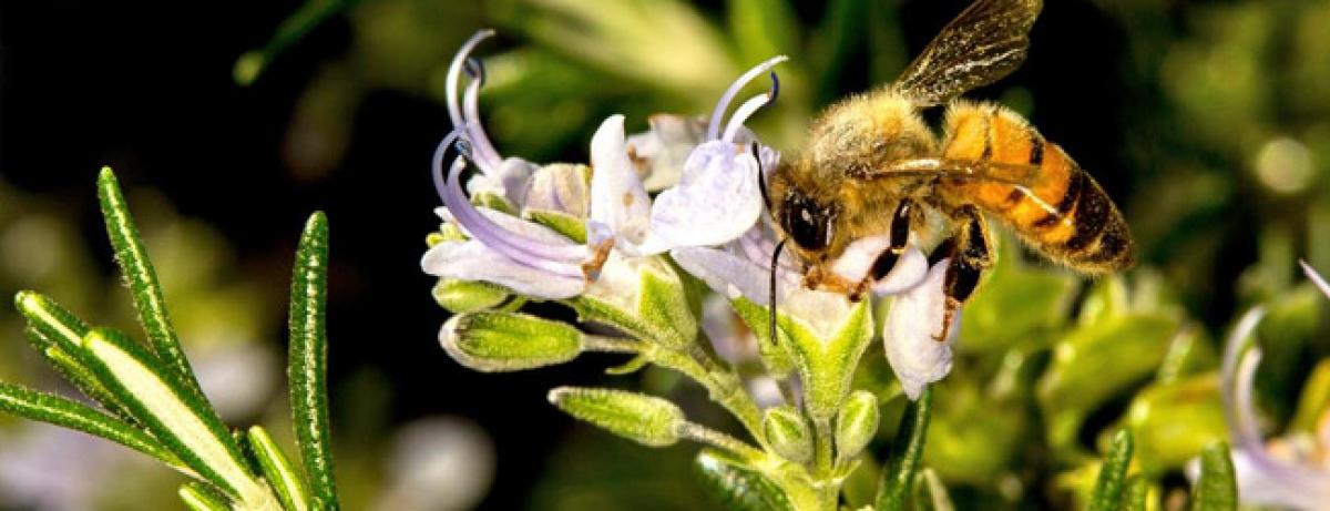 Nutritional deprivation makes baby bee stronger as adults