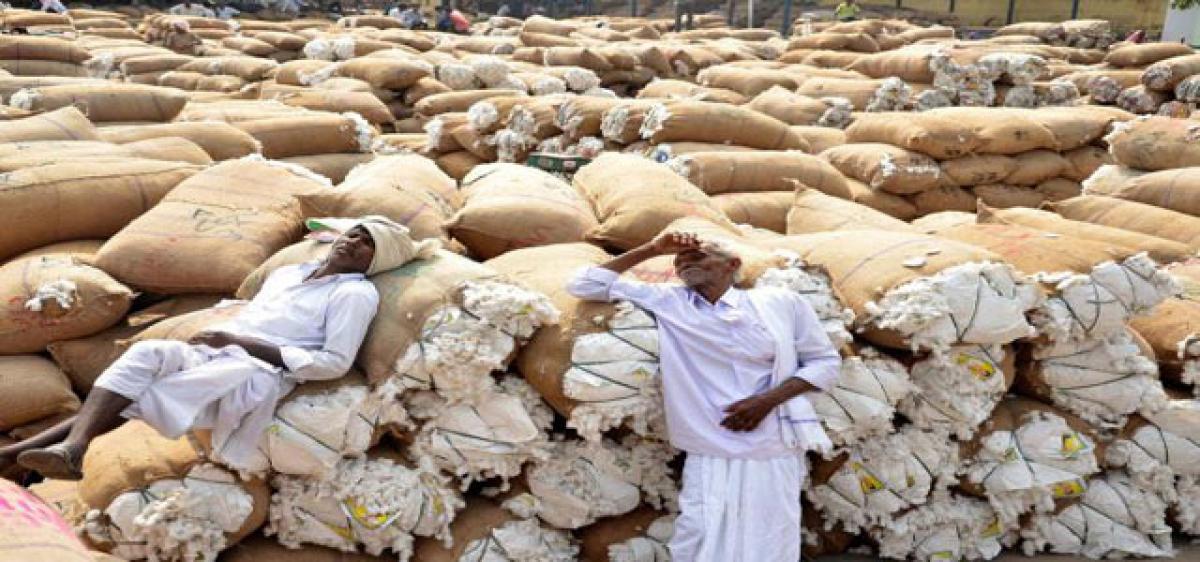 Traders from syndicate, fleece cotton farmers