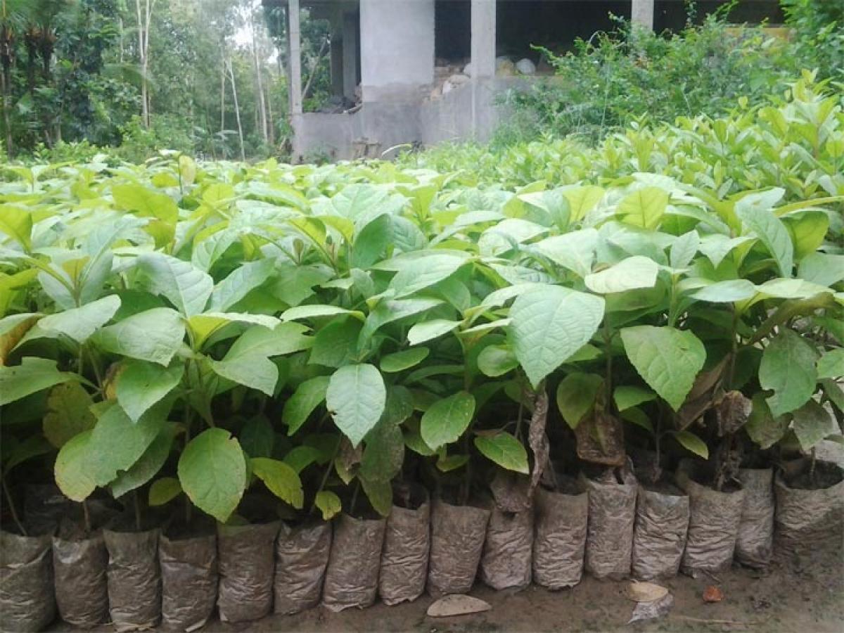 1 lakh teak saplings to be planted by June