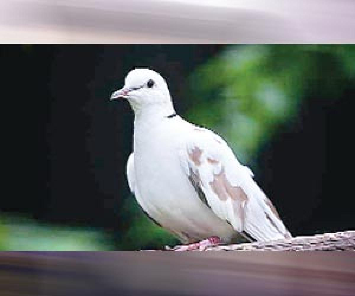 Pigeon from Pak probed by cops