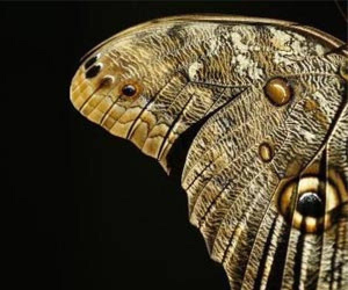 Secret behind eyespots on butterflies wings revealed