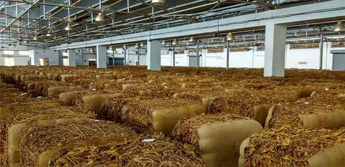 Greed lands tobacco farmers in trouble