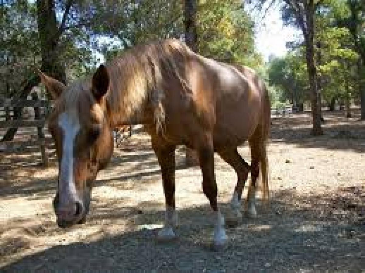 Drugged horse throws groom into air