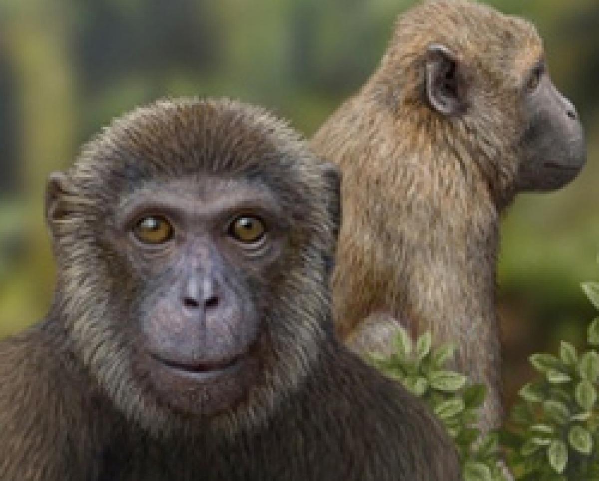 Old World monkeys had complex brain