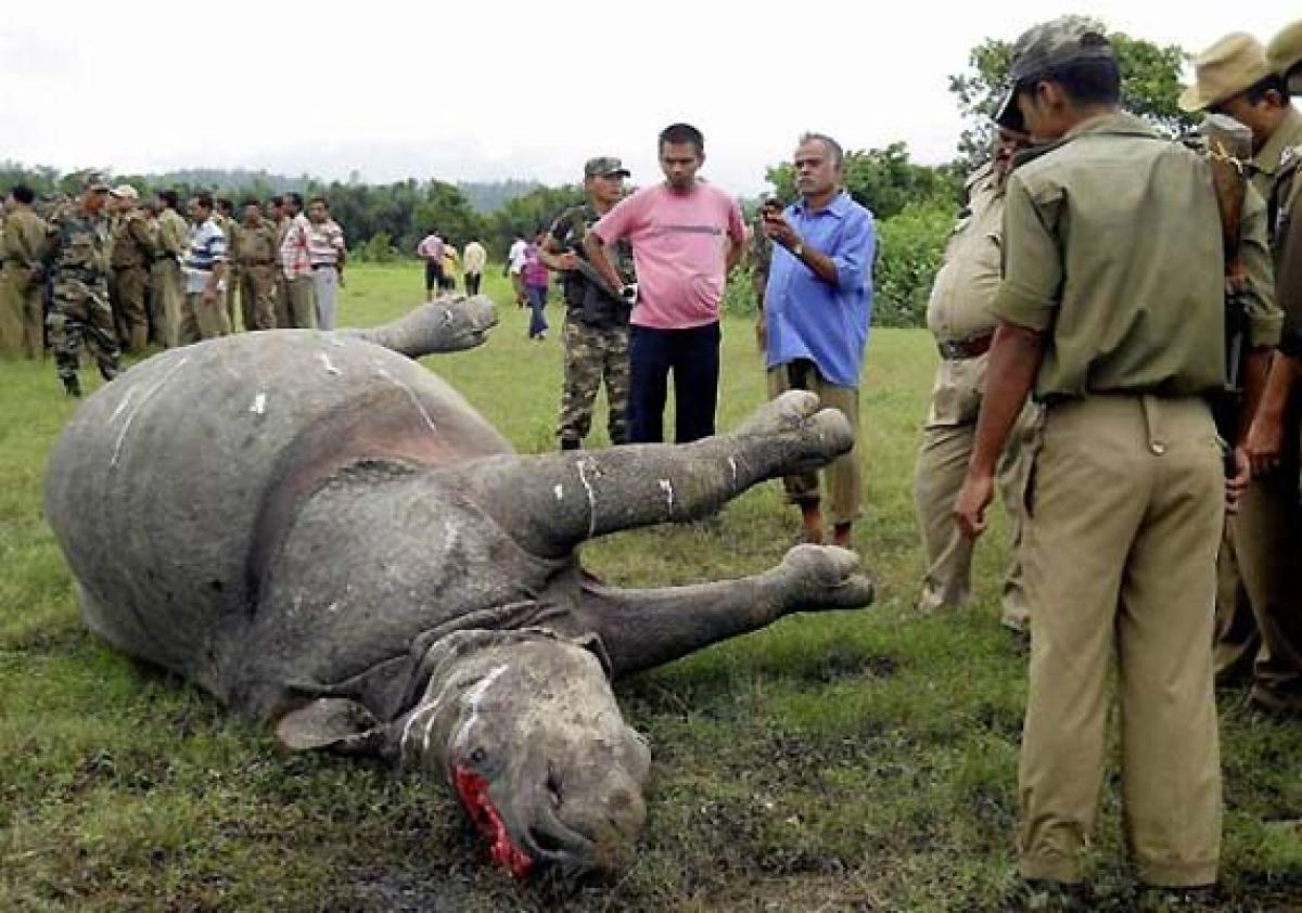 Poachers kill another rhino in flood hit Kaziranga