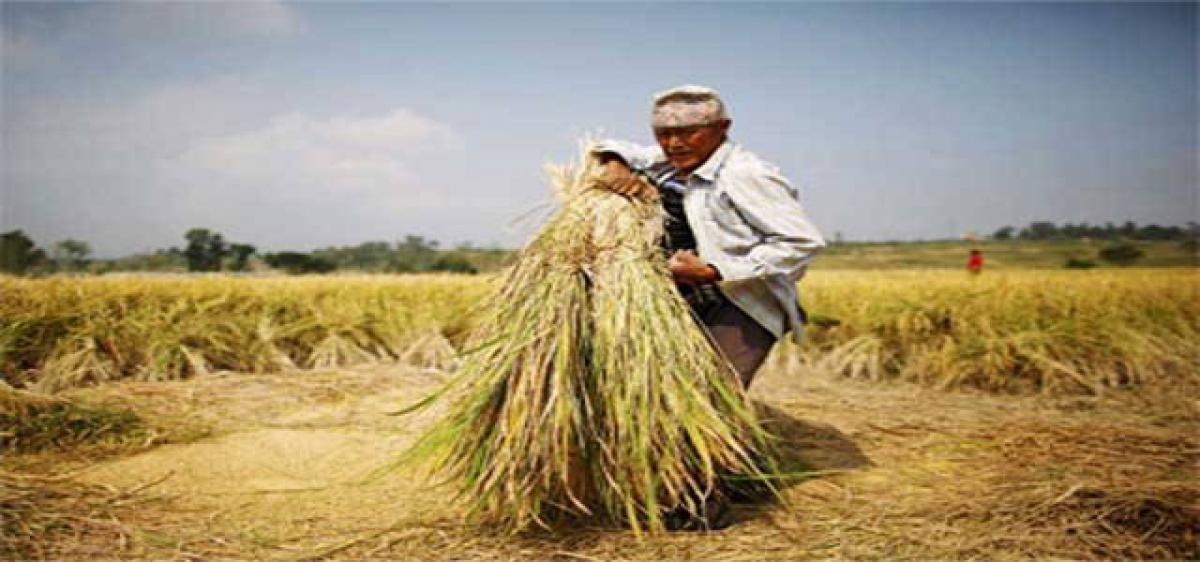BJP demands compensation for rain-hit farmers