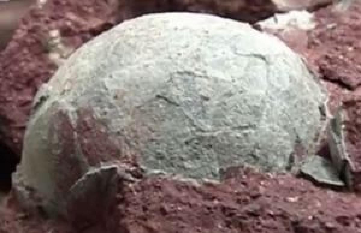 Dinosaur skeleton, eggs seized in Police raid on China home