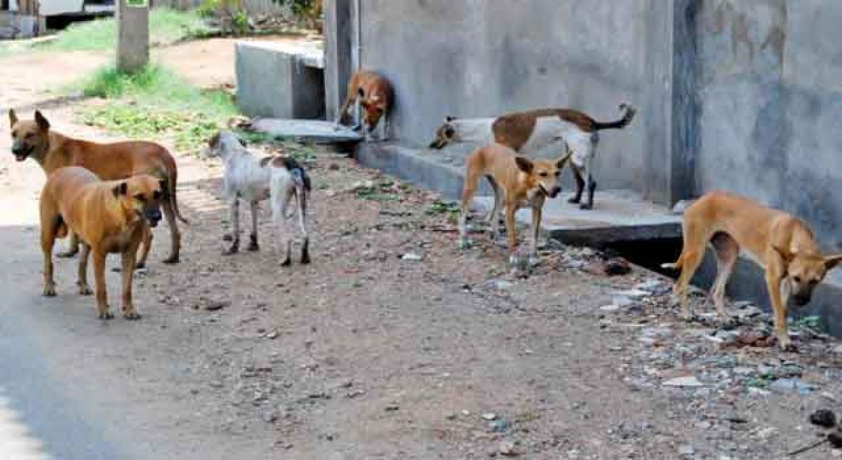 Eradicate stray dogs: SCPCR