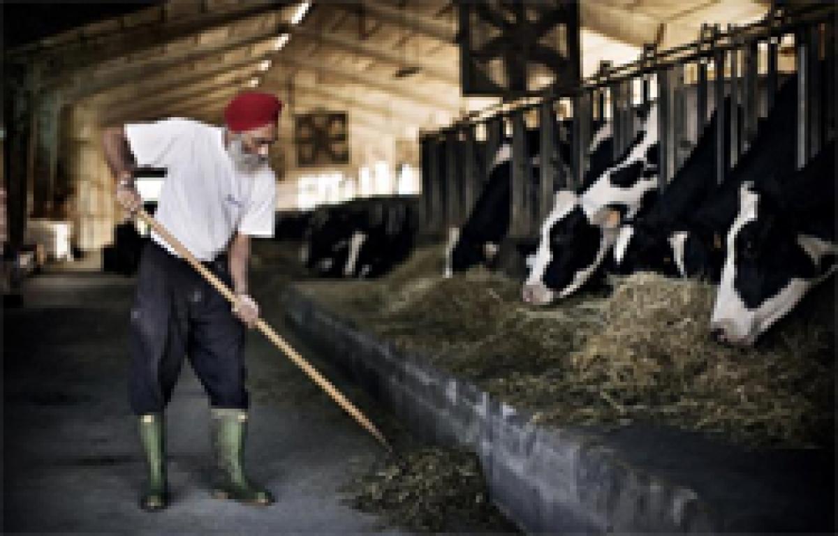 How Punjab farmers revived dairy industry, parmesan cheese in Italy