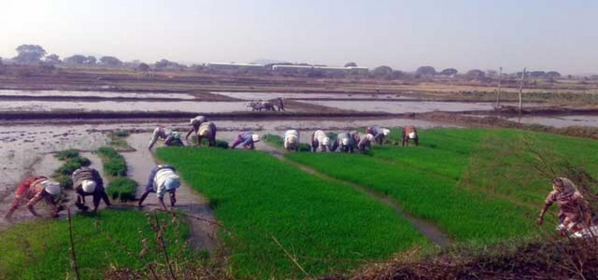 Farmers gearing up for Yasangi