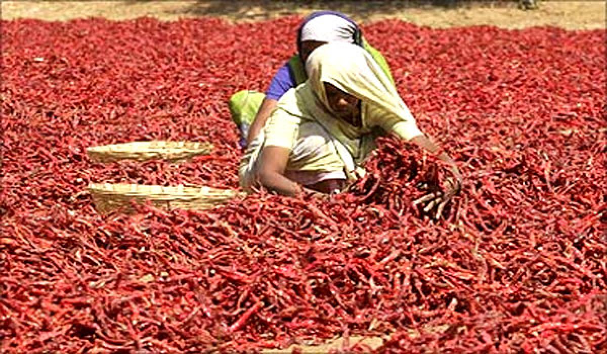 Chilli farmer ends life