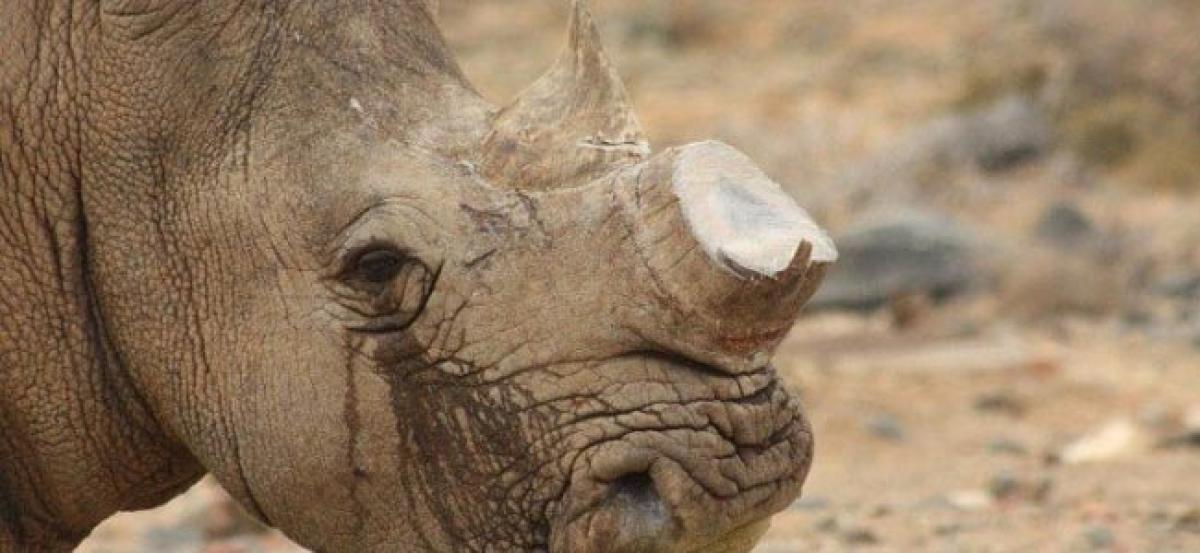 One horned rhinos poached in Assam in last 16 years were 236 .