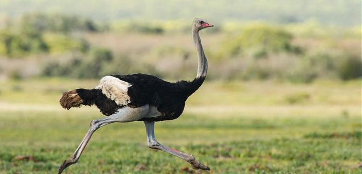 Skill versus Leadership Quality – HR wisdom from an Ostrich