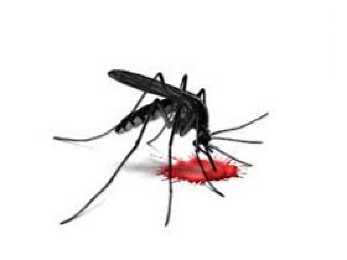 Dengue makes a dreaded comeback