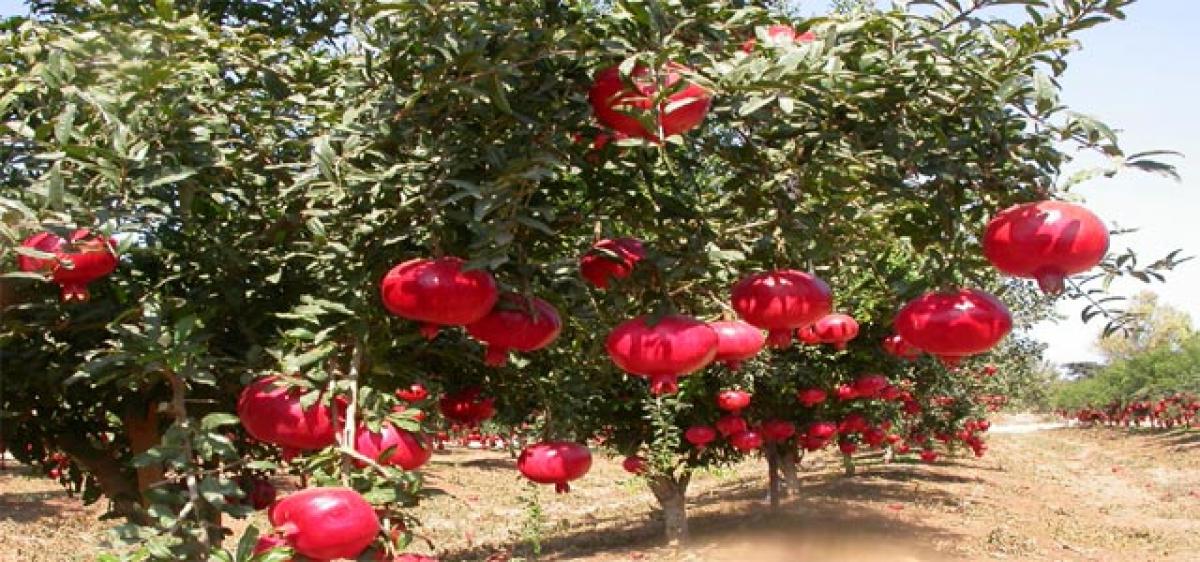 Govt to boost pomegranate cultivation in Telangana 