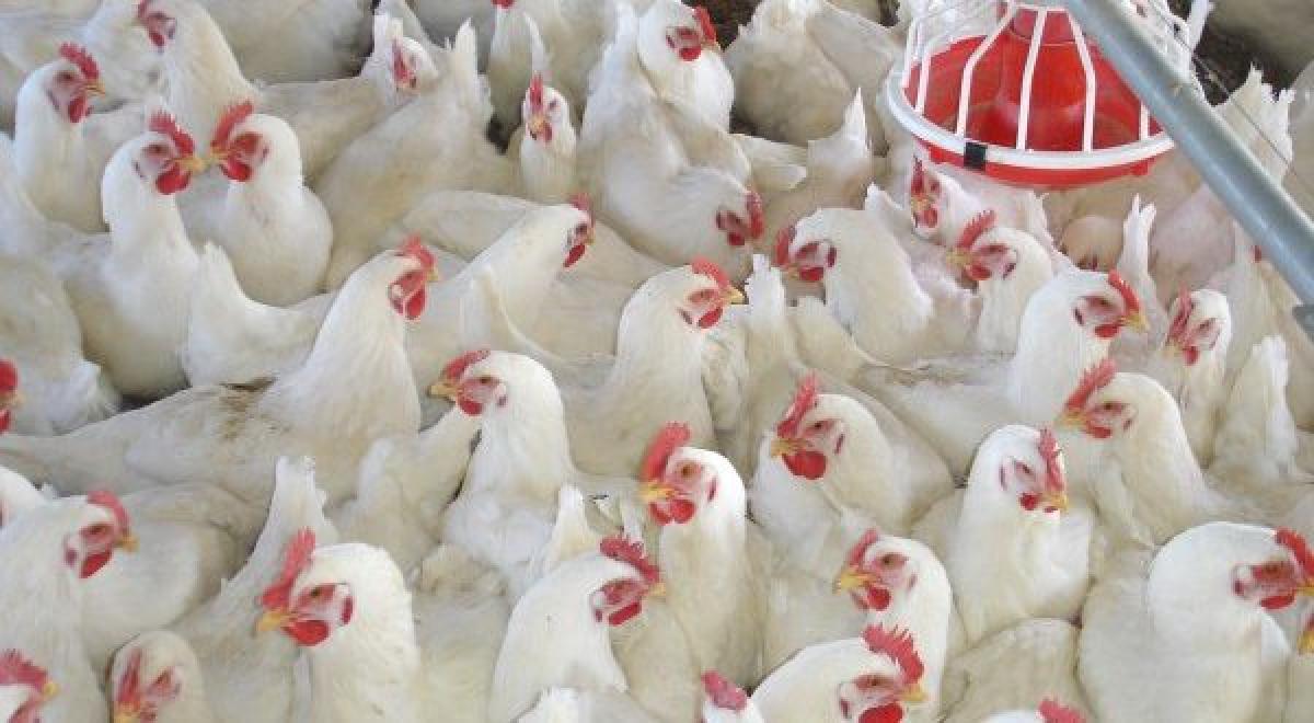 Boss, you don’t need rooster for egg! HR message from poultry farm
