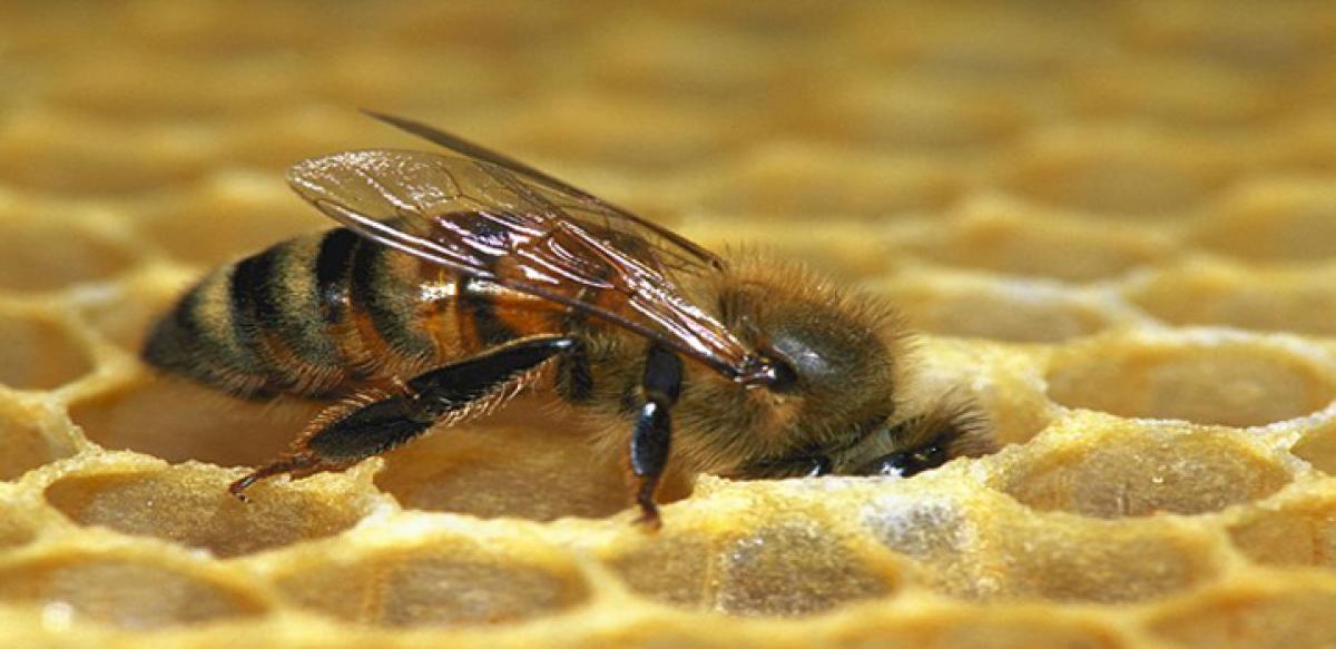 Starvation helps baby bees become stronger as adults