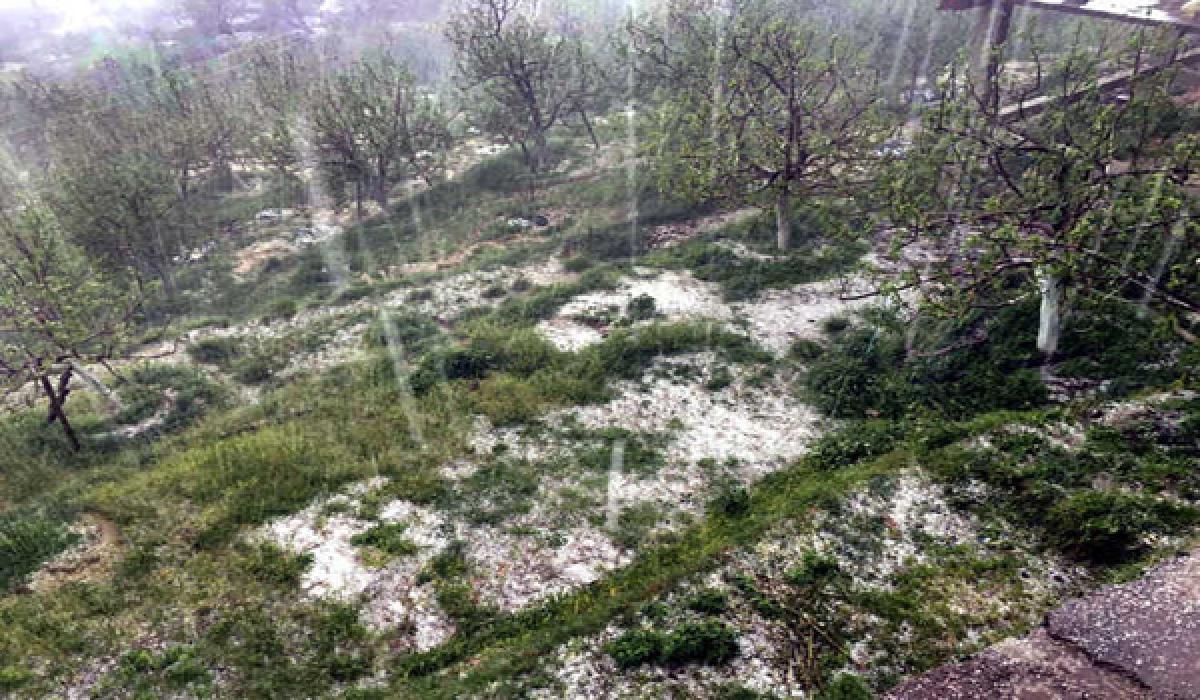 Hailstorms damage Himachal apples