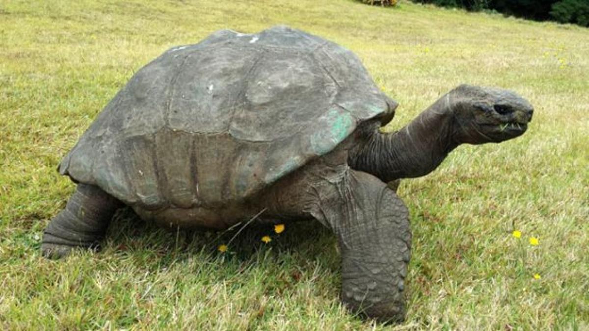 Long living tortoise and corporate culture