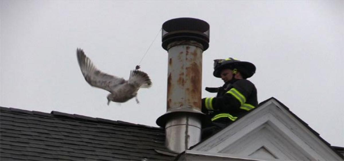 Fireman hurt while rescuing bird, dies