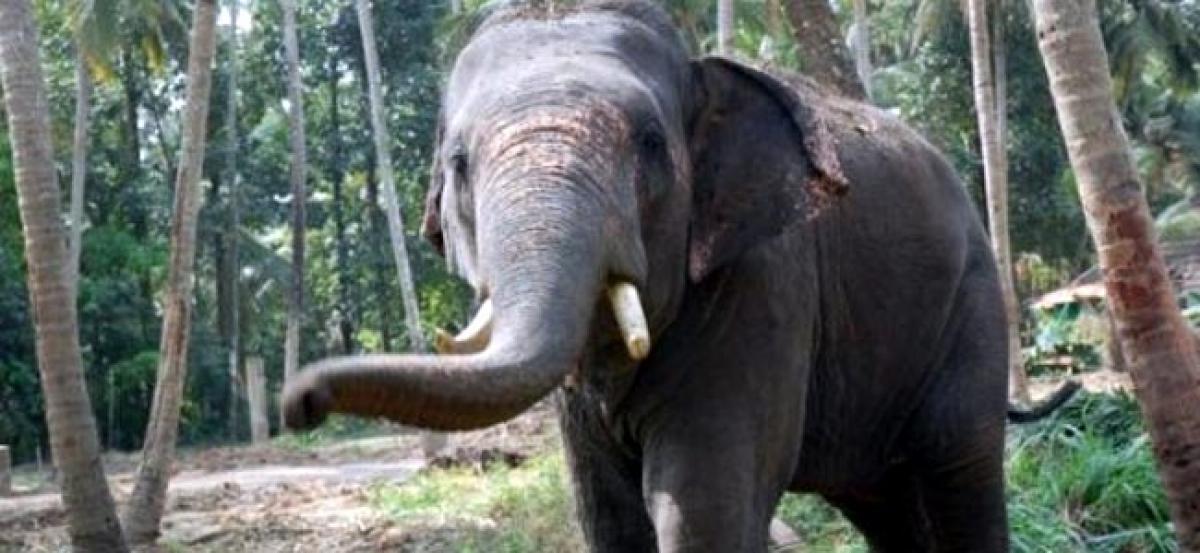 Two killed in separate incidents of attacks by elephants