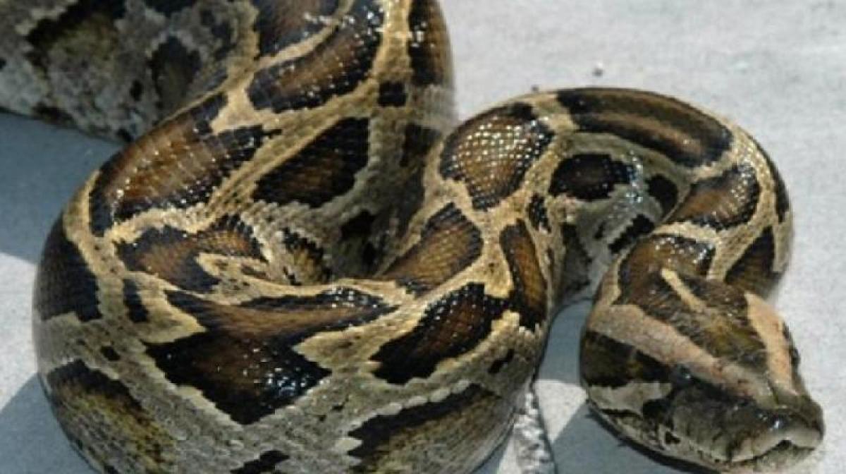 US enlists snake hunters from Tamil Nadu to catch pythons