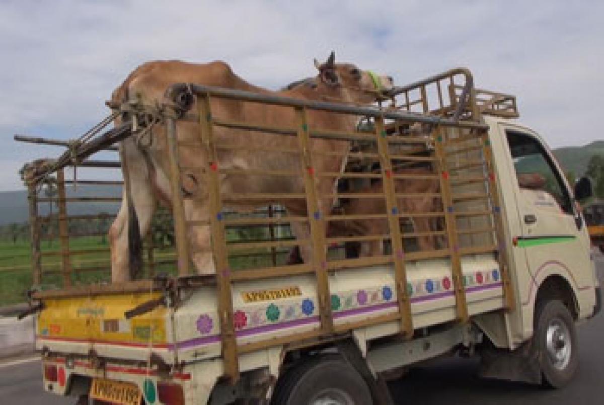 Drought conditions force farmers to sell cattle