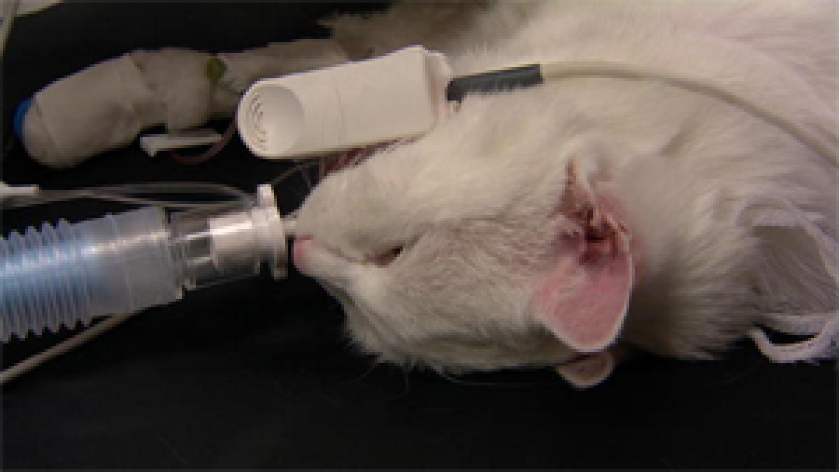 Cat kidney transplant costs couple a bomb