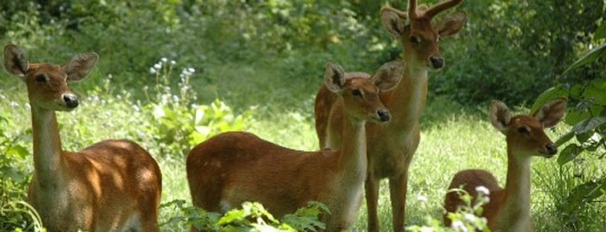 Red Alert: Dancing deer of Manipur endangered