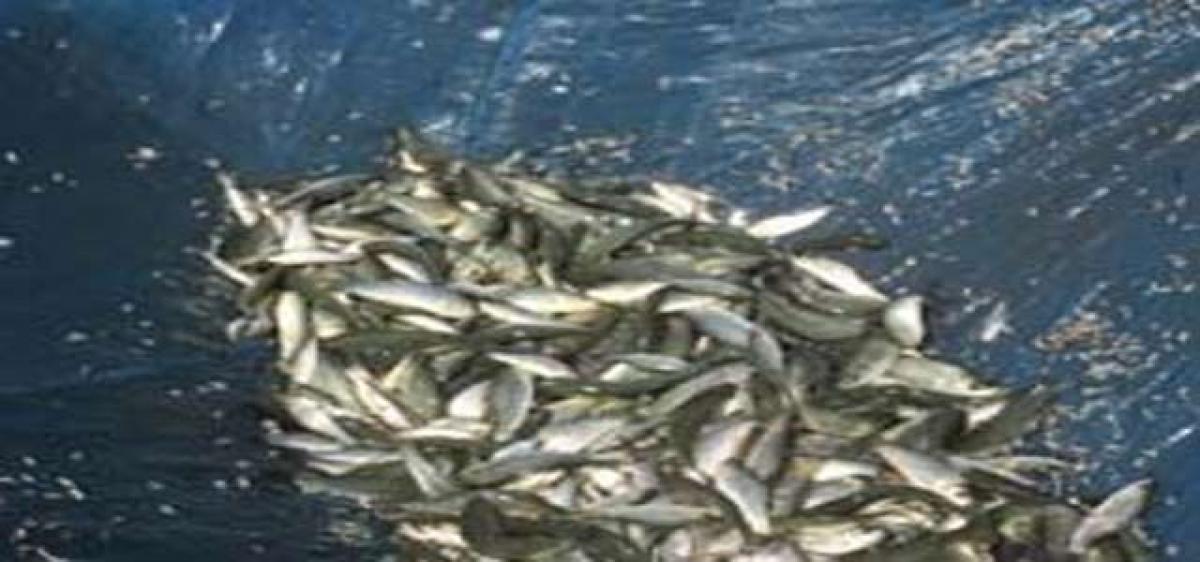 Phase-II of fish seed supply by November end