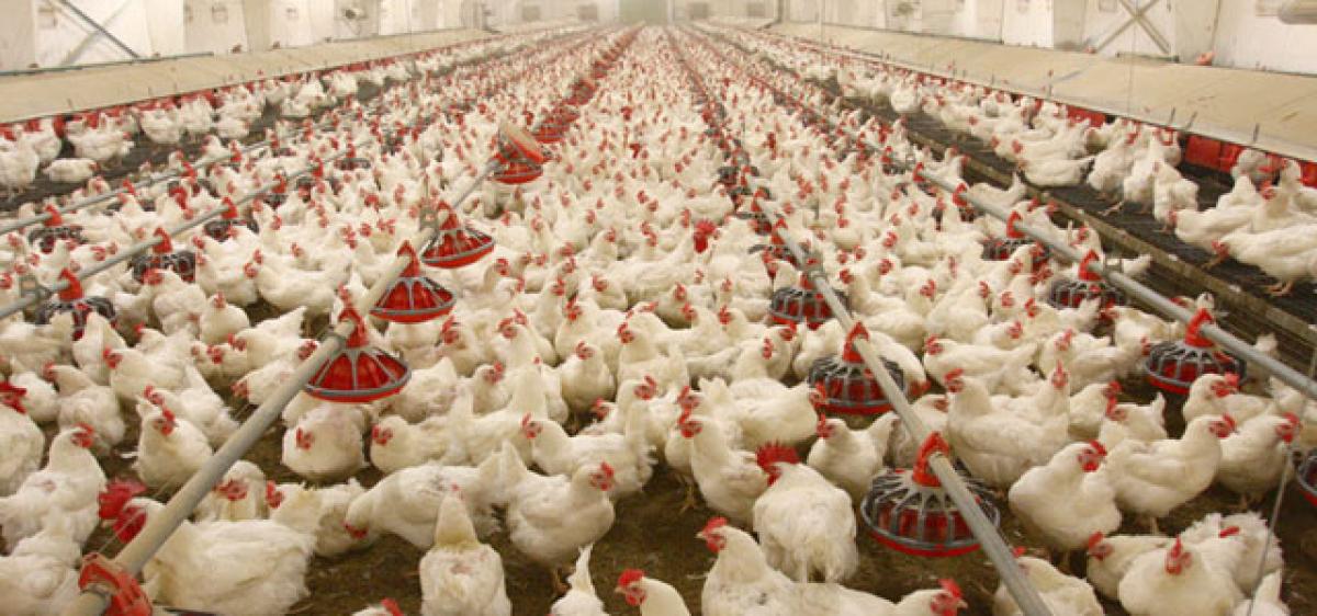 Sizzling temperatures prove fatal for poultry