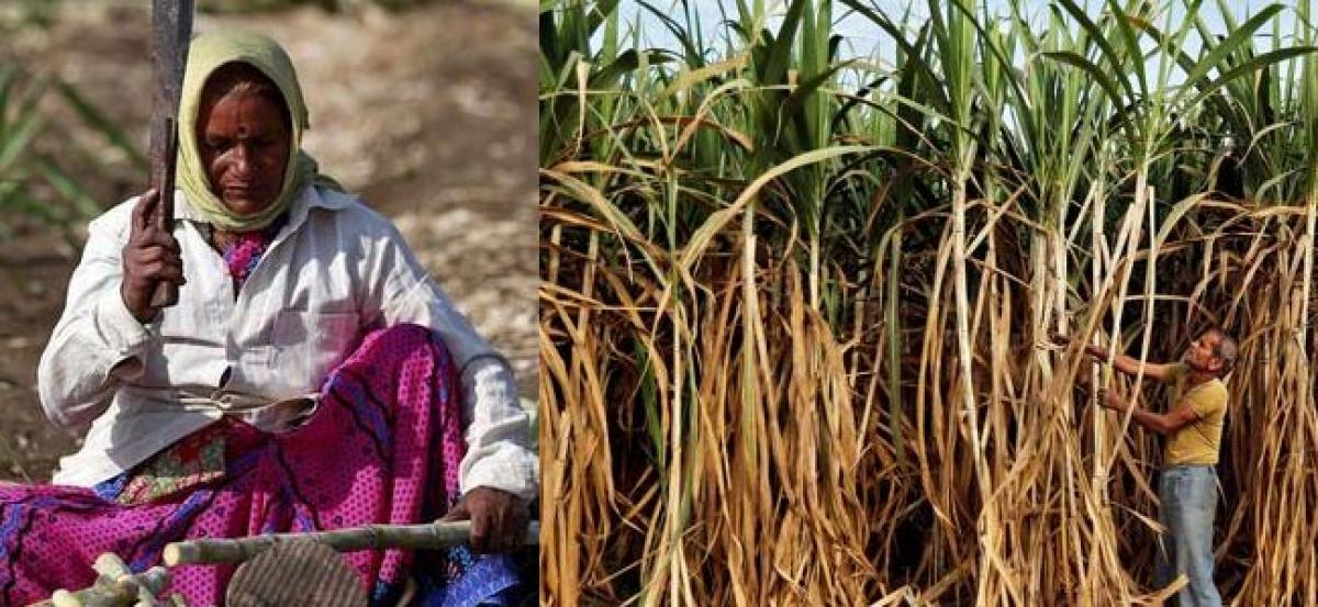 Sweet paradox: Indias drought-stricken farmers plant thirstiest crop