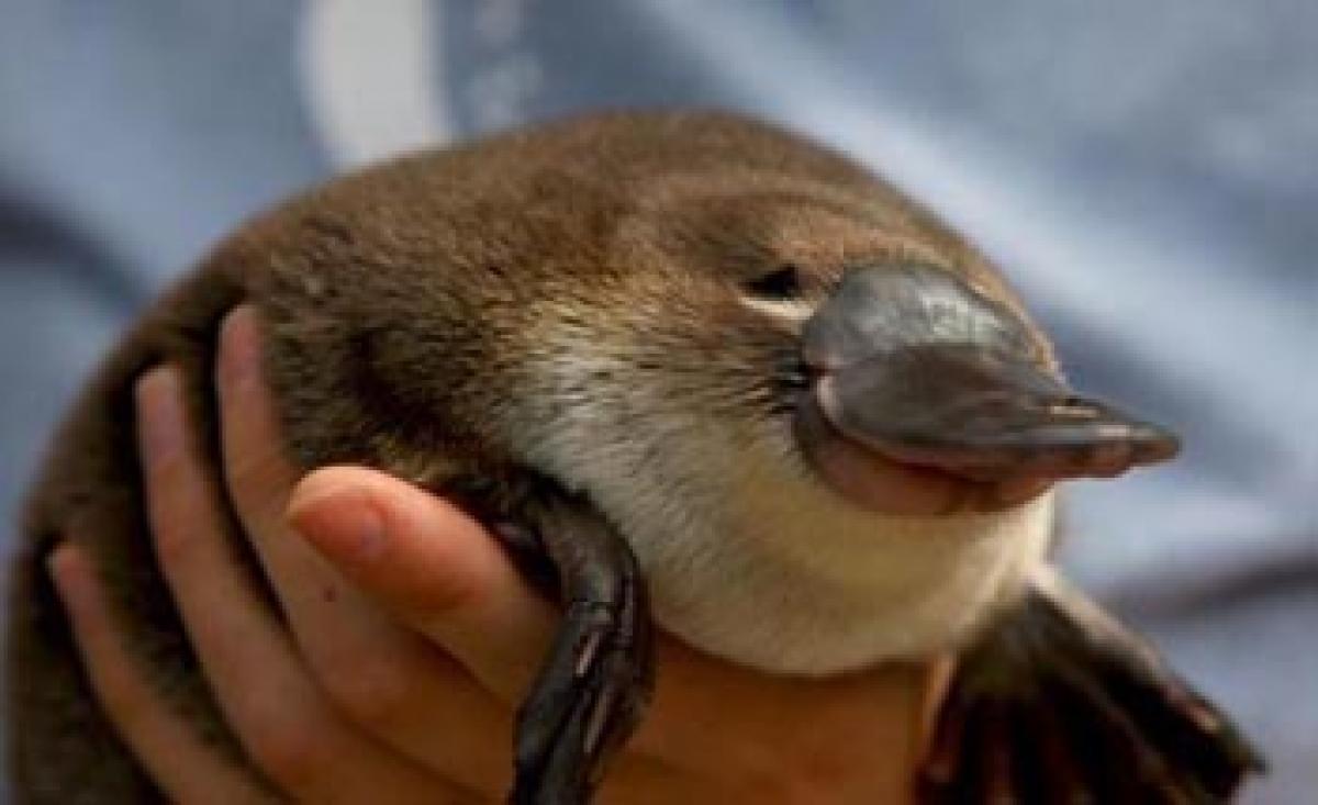 Do you hire ‘Platypus employees’? – A HR message