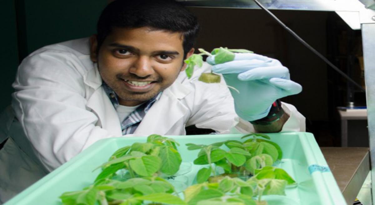 Gene linked to hormone that impacts Soybean nodule development identified