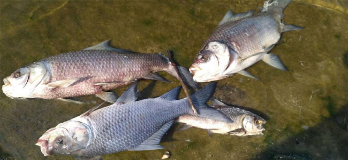 Bacterial disease cause of mass mortality of fish