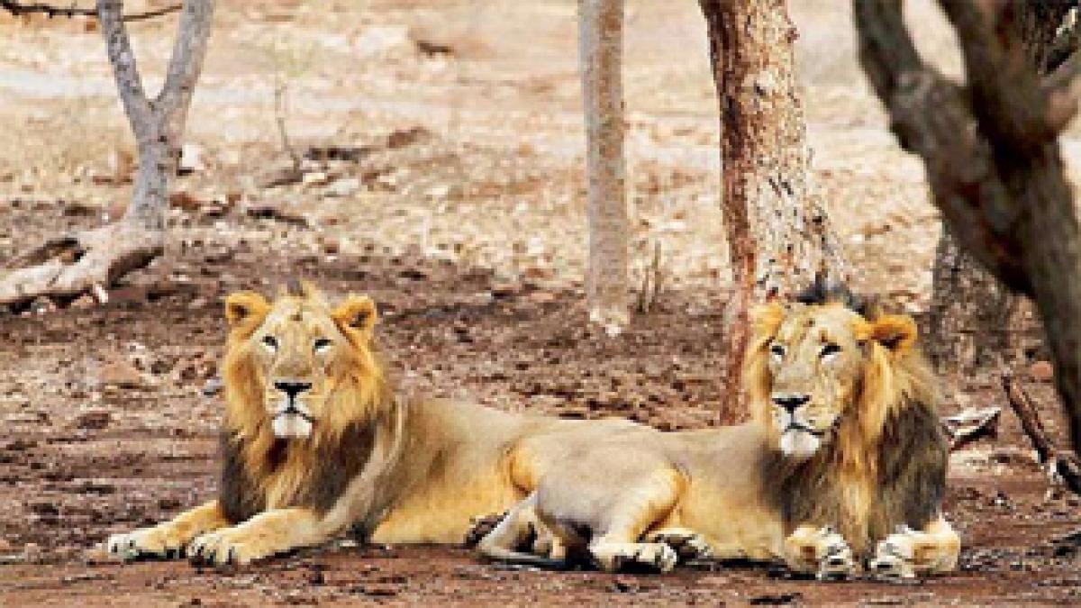 Gir sanctuary man eater shifted to Gujarat zoo