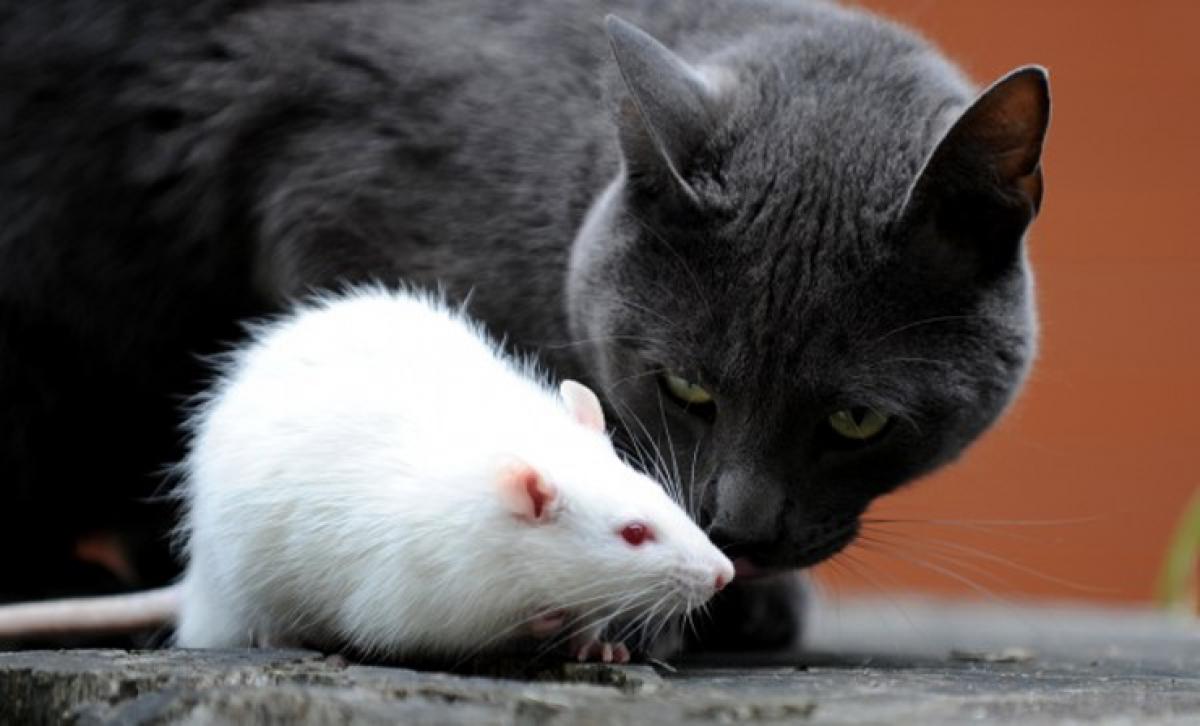 Are you a rat or cat? A corporate leadership message