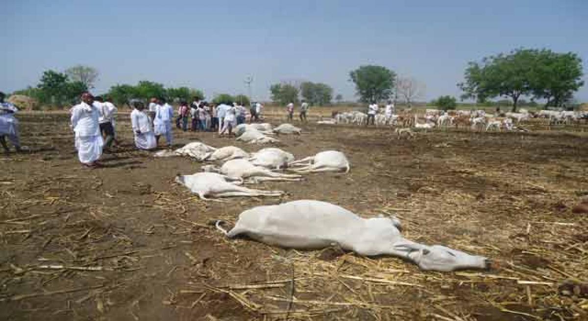 23 cows electrocuted in Medak