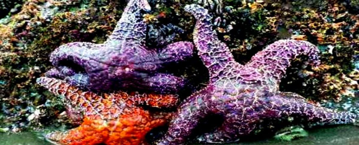 Starfish losing lives to climate change?